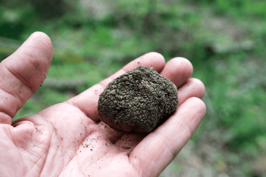 Le nostre specialità al tartufo