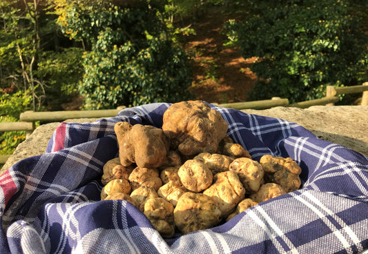 Frischer weißer Trüffel, in unserer Gegend geerntet, 100 % italienischer Trüffel aus den Abruzzen.
