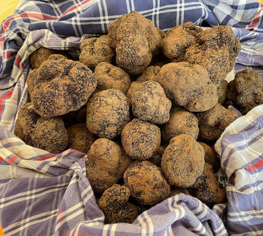 Schwarzer Trüffel (Tuber Melanosporum Vitt.)