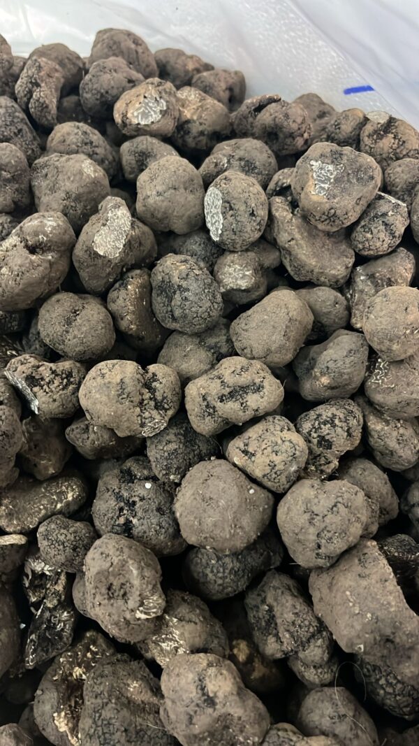Muskat-Trüffel (Tuber Moschatum De Ferry)