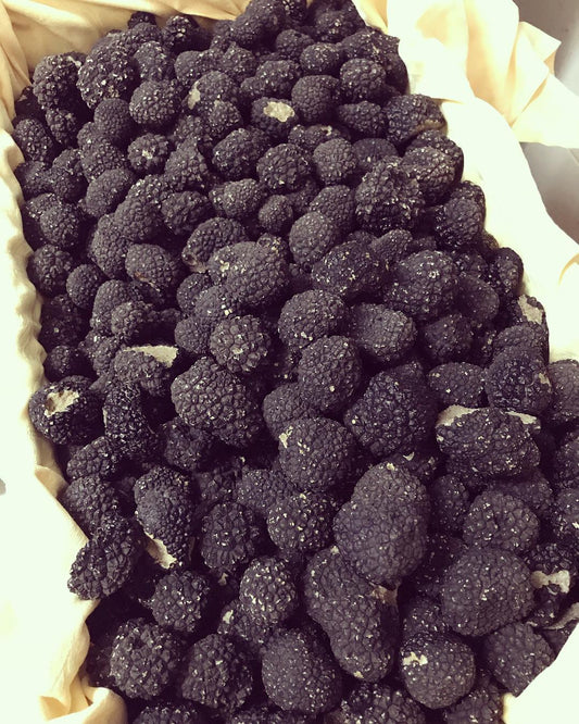 Frischer Sommertrüffel oder Scorzone (Tuber Aestivum Vitt.), in unserer Gegend gesammelt, 100 % italienischer Trüffel.