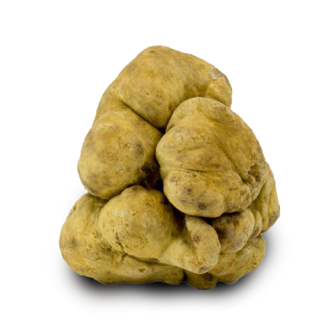 Tartufo Bianco - Tartufo Fresco
