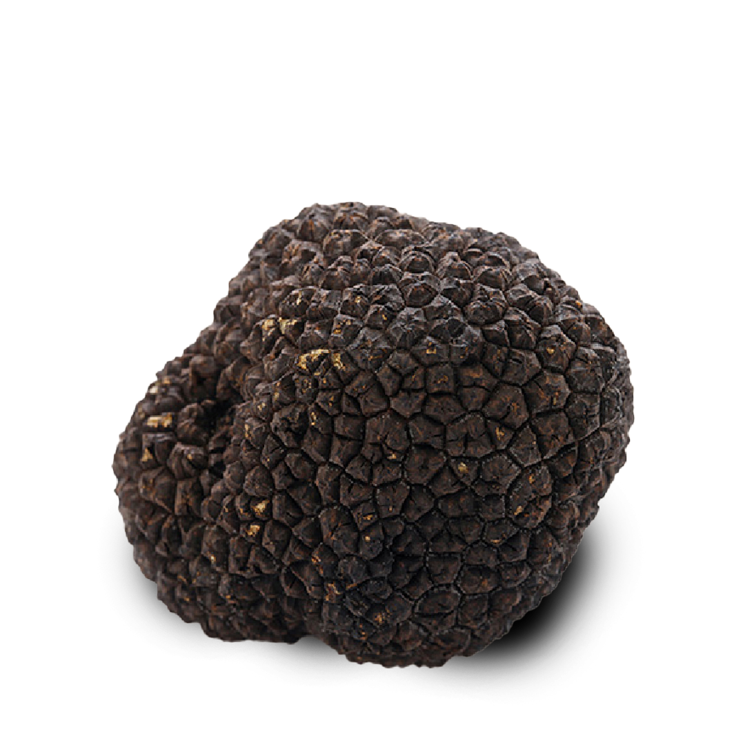 Tartufo estivo - tartufo fresco
