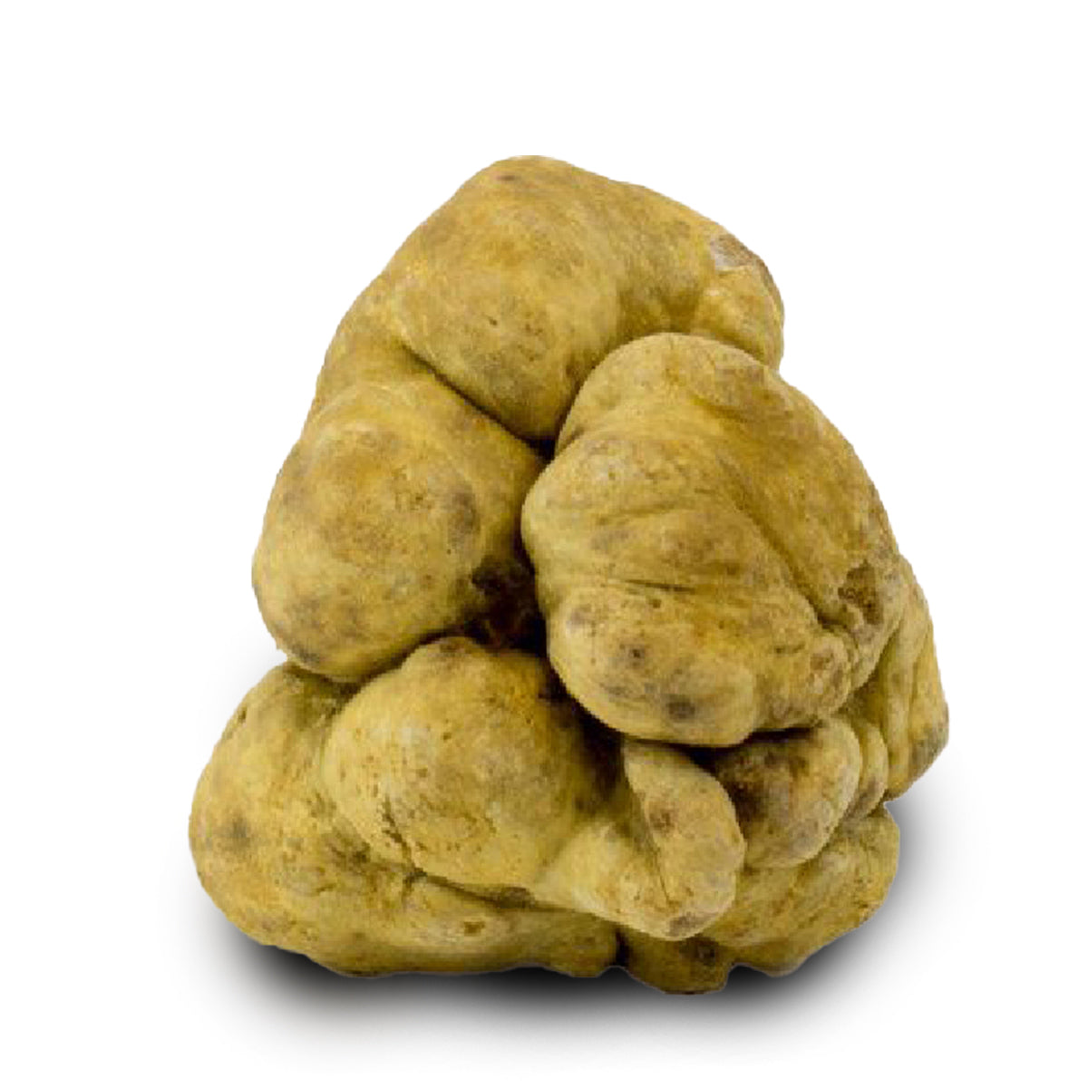 Frischer weißer Trüffel, in unserer Gegend geerntet, 100 % italienischer Trüffel aus den Abruzzen.