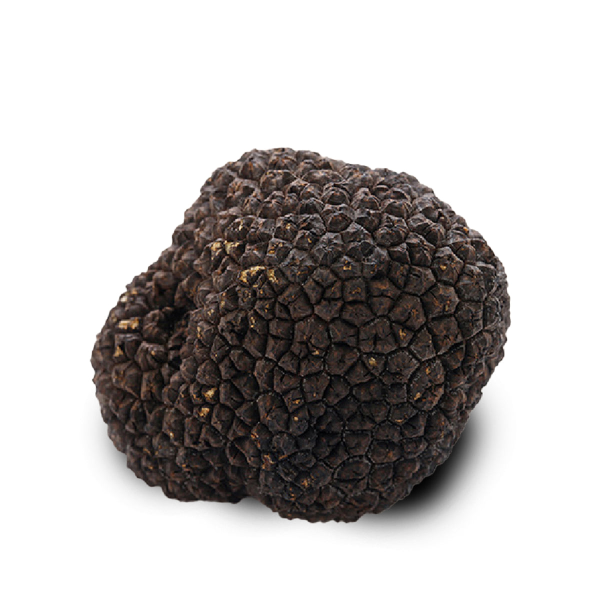 Frischer Sommertrüffel oder Scorzone (Tuber Aestivum Vitt.), in unserer Gegend gesammelt, 100 % italienischer Trüffel.