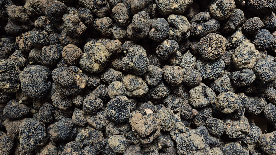 Come riconoscere un tartufo estivo di qualità durante la raccolta