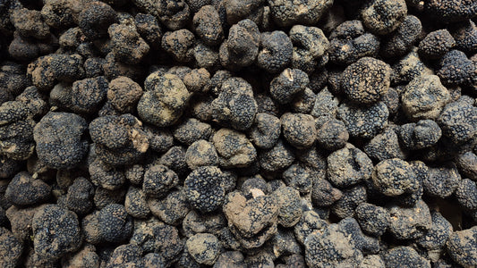 Come riconoscere un tartufo estivo di qualità durante la raccolta