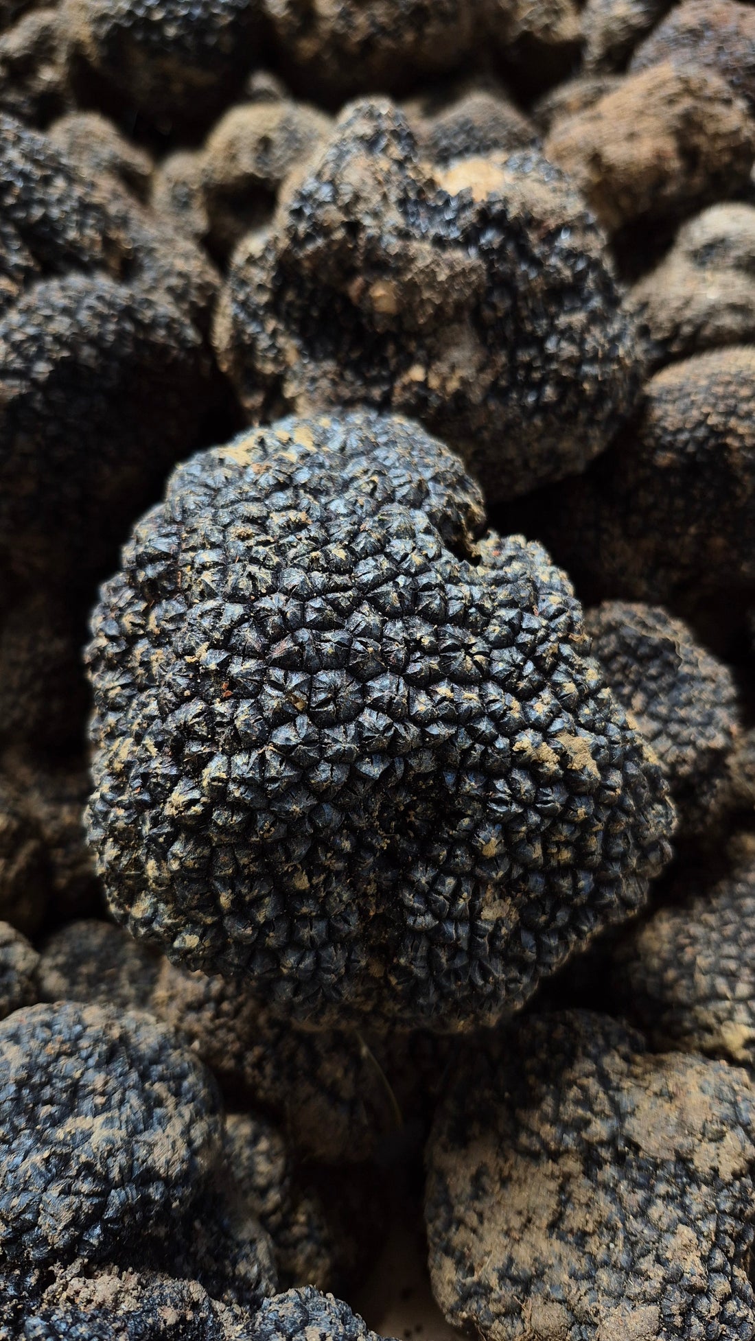 Guida completa alla conservazione del tartufo estivo