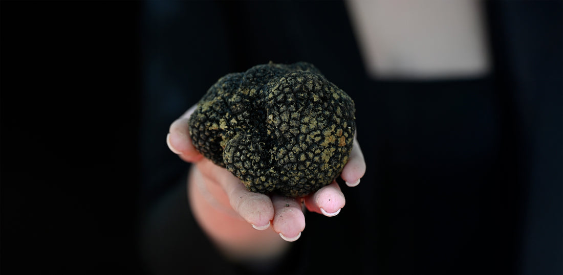 Alla scoperta del tartufo estivo: dove trovarlo e come riconoscerlo