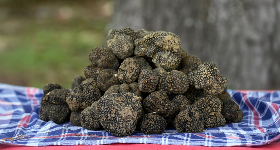 Abbinamenti perfetti: tartufo estivo e vini italiani