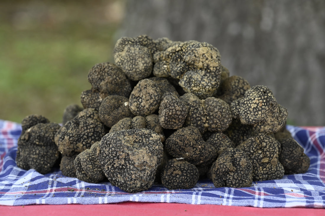Storia e curiosità sul tartufo estivo