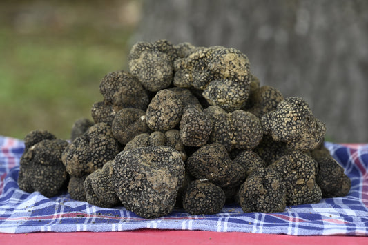 Storia e curiosità sul tartufo estivo