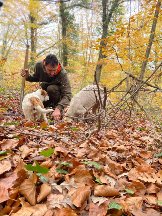 L’importanza del terreno nella crescita del tartufo estivo