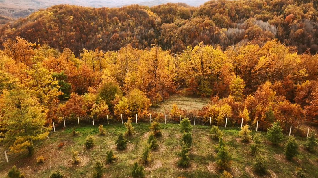 Tecniche di raccolta sostenibile dei tartufi: preservare l’ambiente e garantire la qualità