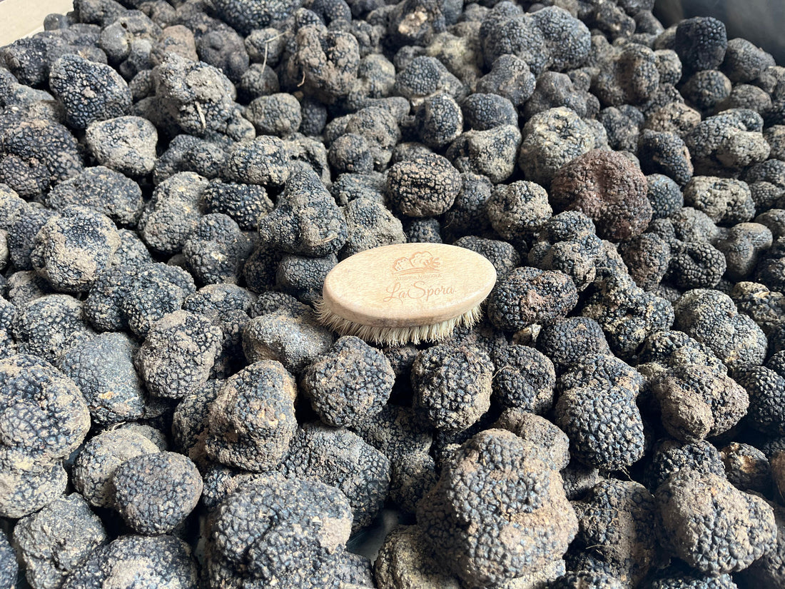 Tartufo fresco vs tartufo conservato: differenze e consigli di utilizzo