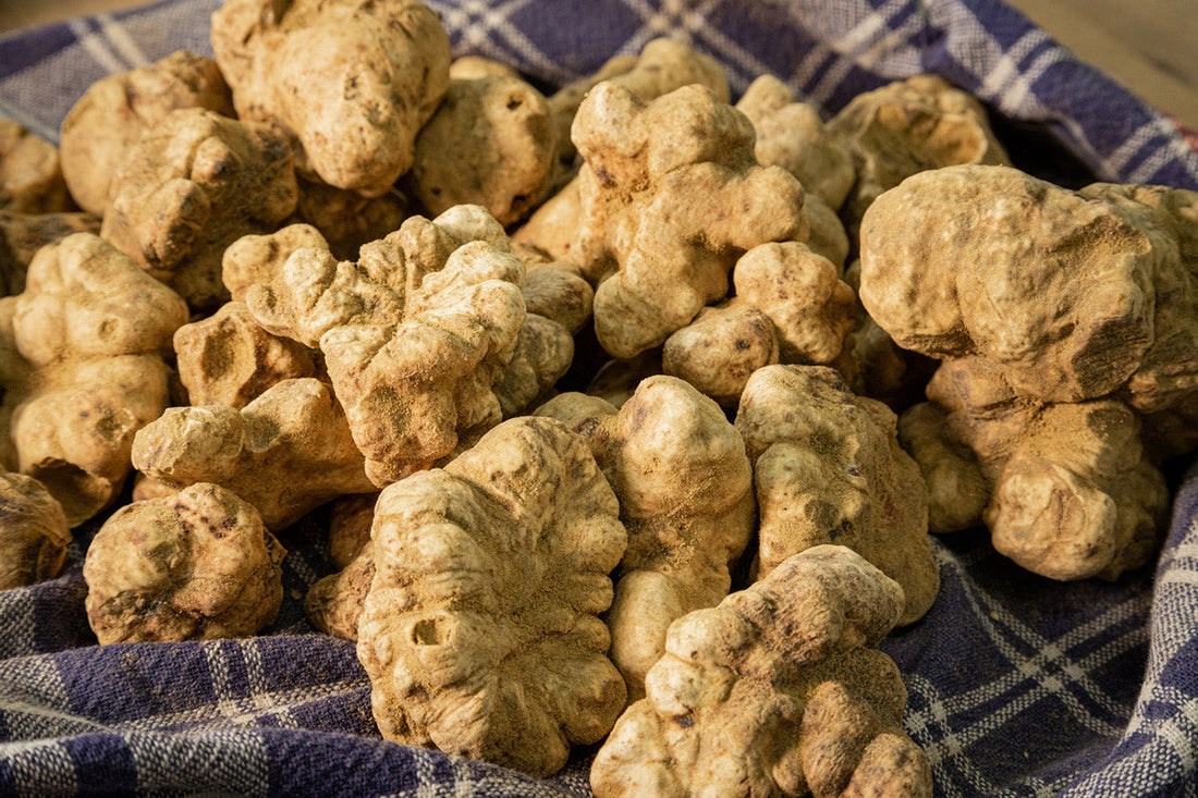 Come utilizzare il tartufo bianco pregiato in piatti vegetariani