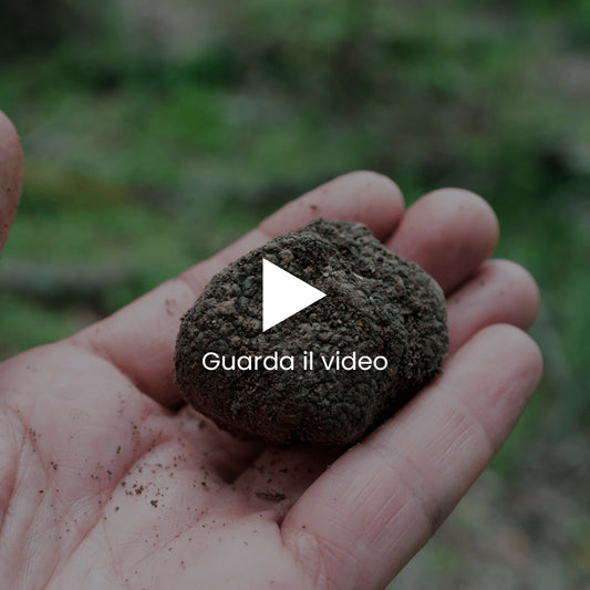 Come si conserva il tartufo fresco