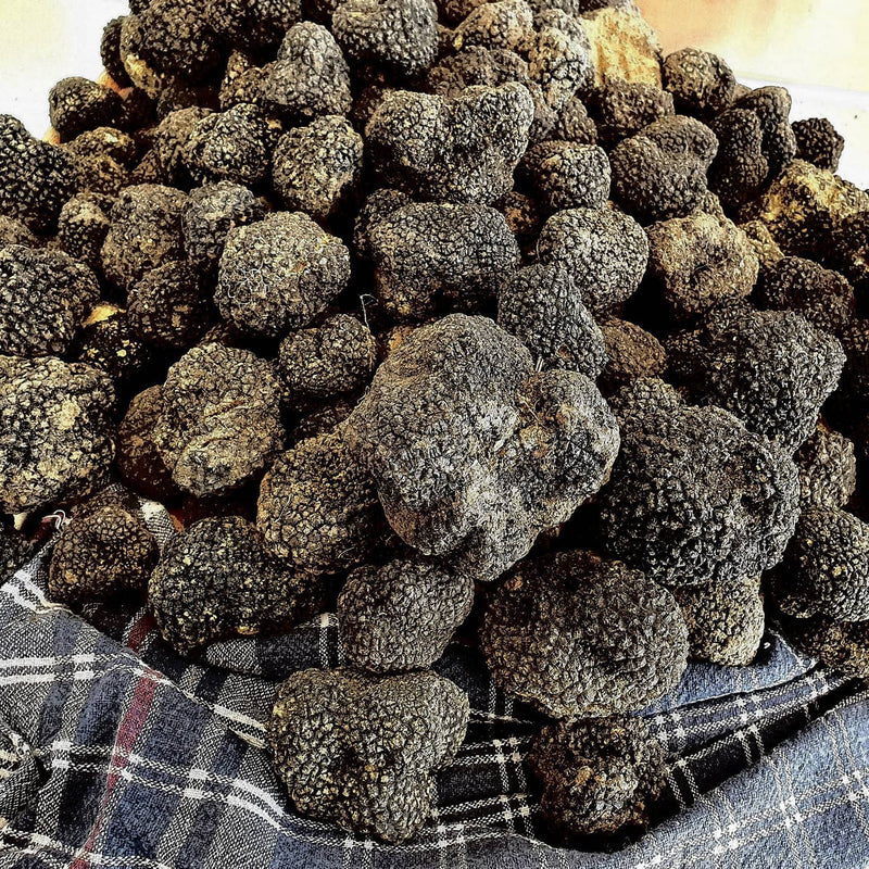 Fresh summer truffle or Scorzone (Tuber Aestivum Vitt.) collected in our territory, 100% Italian truffle.