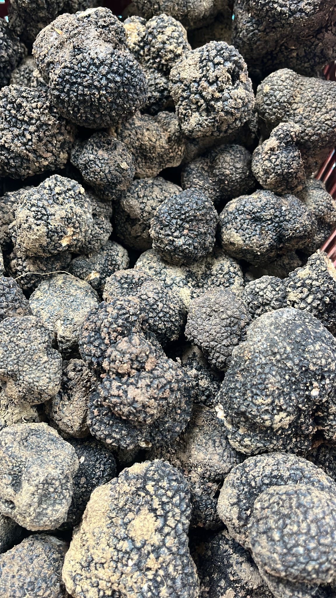 Tartufo estivo o Scorzone (Tuber Aestivum Vitt.) fresco 100% italiano ...