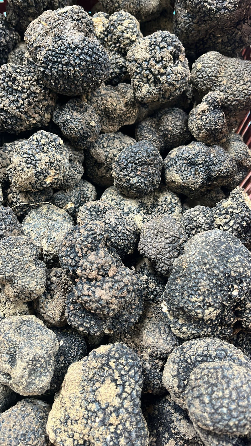 Tartufo estivo o Scorzone (Tuber Aestivum Vitt.) fresco 100% italiano
