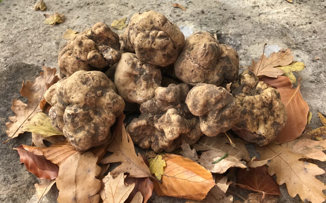 Les différentes variétés de truffe - Comptoir des Truffes