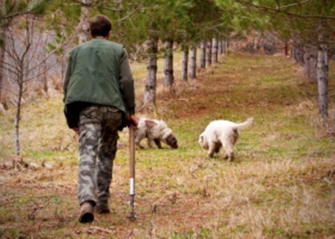 Come Diventare Un Cavatore Di Tartufi Azienda Agricola La Spora