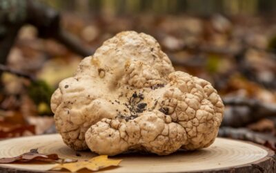 Come scegliere il tartufo bianco migliore: guida per riconoscere le caratteristiche di qualità